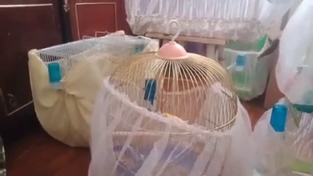 Содержание и разведение канареек. Почему не поет кенар? смотреть онлайн