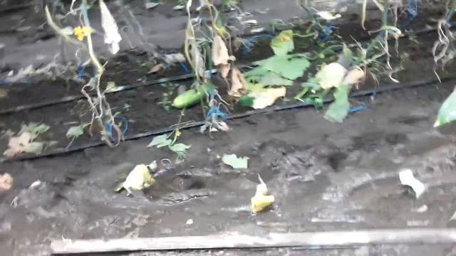 Огурцы на ,,болоте,, Лютояр. смотреть онлайн