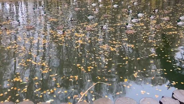 Сжала руки... А. А. Ахматова смотреть онлайн