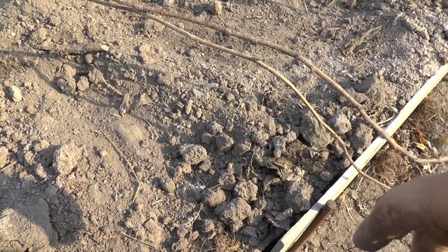 Малина "Желтый гигант" после зимовки на даче. смотреть онлайн