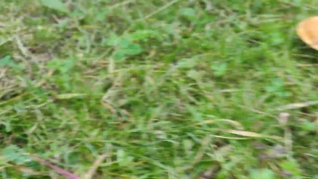 По грибы в свой сад, маслята) #грибы #сад смотреть онлайн