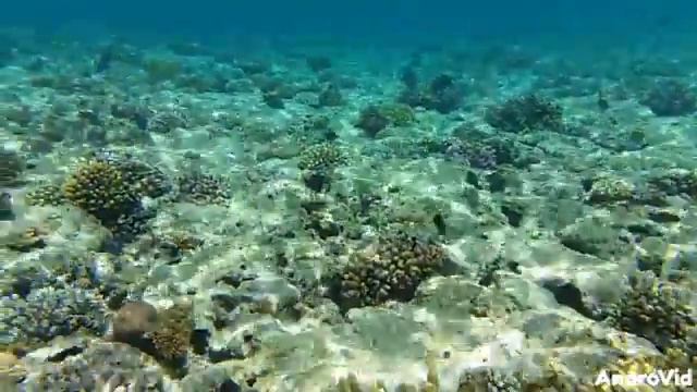 Риф в Tiran Island смотреть онлайн