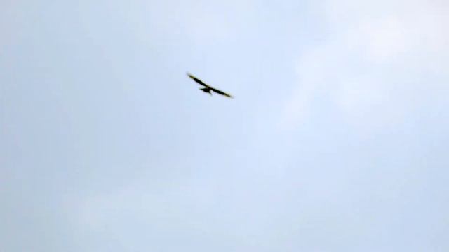 Полет орла в Ишимбайском районе смотреть онлайн