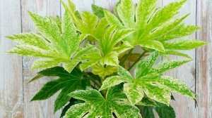 Как выращивать фатсию из семян в домашних условиях