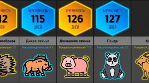 Сколько Длится Беременность у Животных (Сравнение)