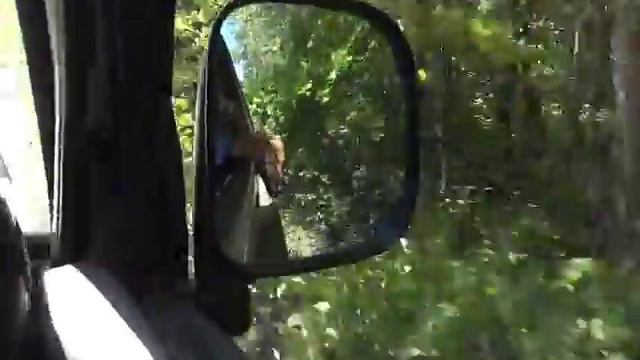 Немецкая овчарка Немо. смотреть онлайн