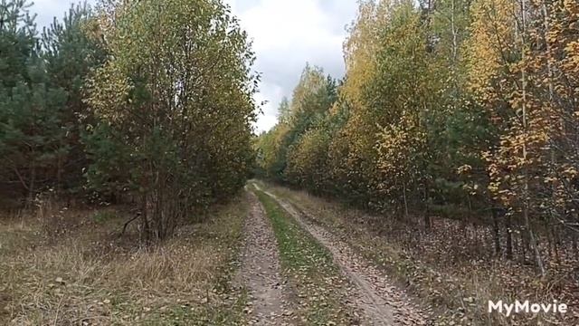 Грибы! Опята в лесу. смотреть онлайн