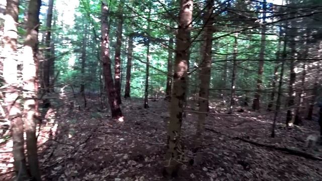 НЕТРОНУТЫЙ ГРИБНОЙ ЛЕС! Грибники нашли НОВОЕ ГРИБНОЕ место! смотреть онлайн