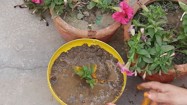 grow Petunia by stream cutting at home| Petunia | Care|पेटूनिया फूल| पिटूनिया उगाने का सही तरीका .. смотреть онлайн