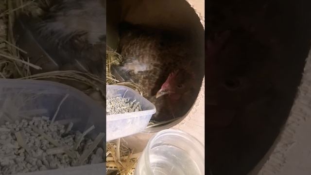 Птицеводы! Нужен совет!!!! Подсаживаем ЦЫПЛЯТ! #shorts #shortsvideo #хочуврек #наседка #куры #яйца смотреть онлайн