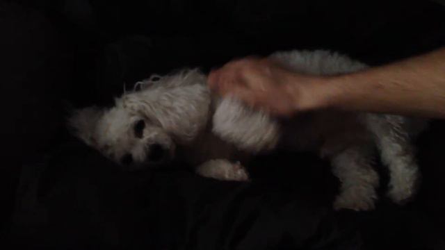 балонку трясёт - tiny poodle gets shakes смотреть онлайн