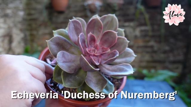 Echeveria 'Duchess of Nuremberg' #LaSuculentaElegidadelDía смотреть онлайн