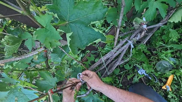 прививка щитком без пробуждения смотреть онлайн