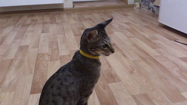 ориентальная кошка смотреть онлайн