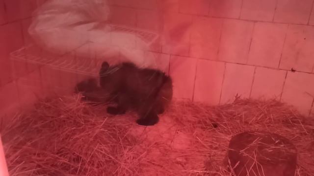 Игрунья???❤ смотреть онлайн