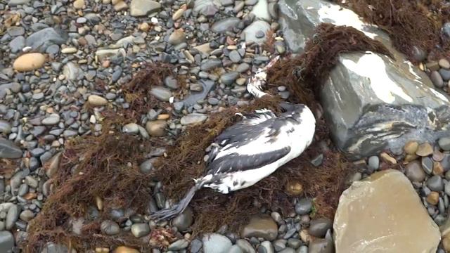 Анапа пешком по дикому пляжу до нового спуска к морю 23 марта 2021 смотреть онлайн