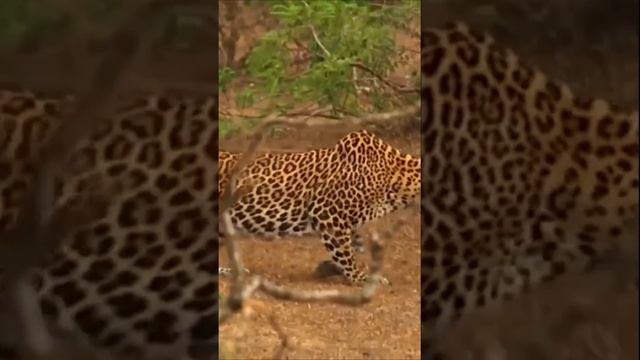 Ceylon leopard hunts for crocodiles! #leopard #hunts #animals смотреть онлайн