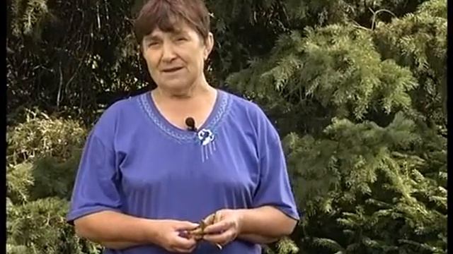 Специалист - о пионах: как размножить семенами? смотреть онлайн