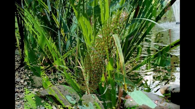 Аир (ир, ирный корень, гаир, явер, татарское зелье, сабельник, калмус) пряность и специя смотреть онлайн