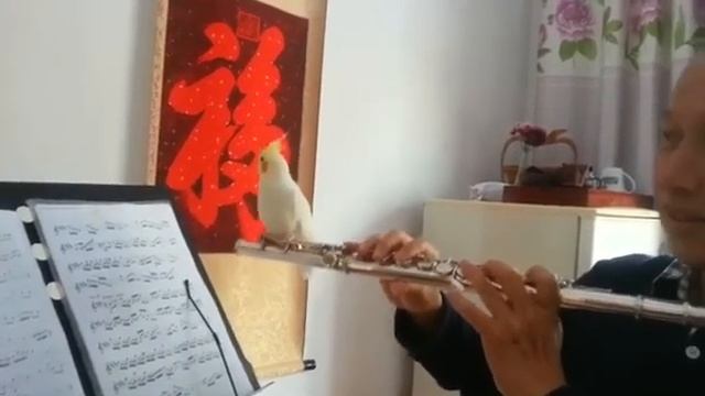 живая флейта - попугай насвистывает точь в точь мелодию смотреть онлайн