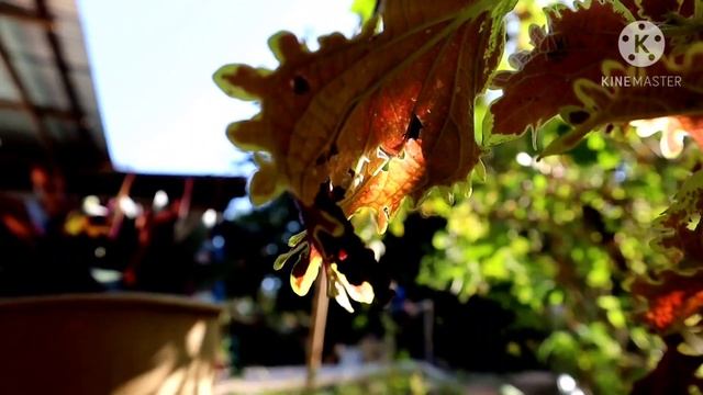 Canon EOS M200 Video Testing