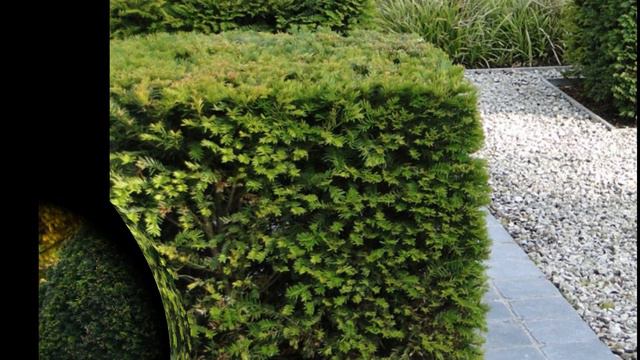 Немного истории о Тисе.____A little history about Tees смотреть онлайн