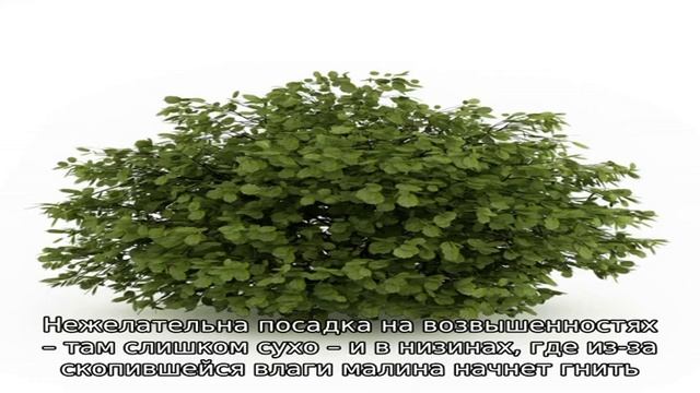 Когда лучше сажать малину в средней полосе – весной или осенью смотреть онлайн