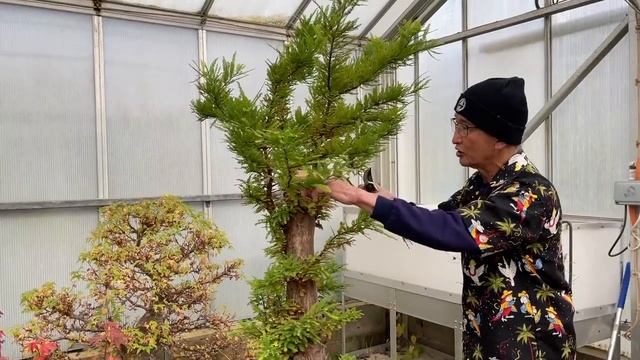 Metasequoia Dawn Redwood Project