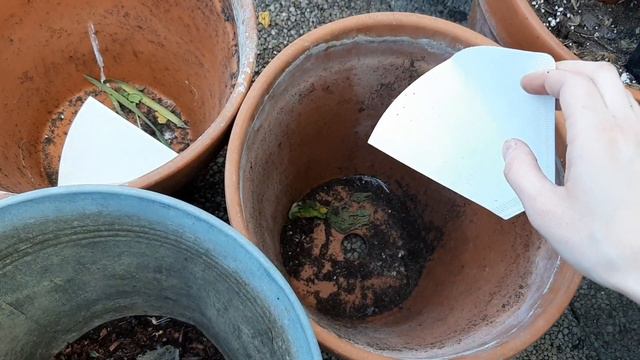 Starting Veggie & Flower Garden On My Balcony 🌱🌸🥕 | 17m2garden смотреть онлайн