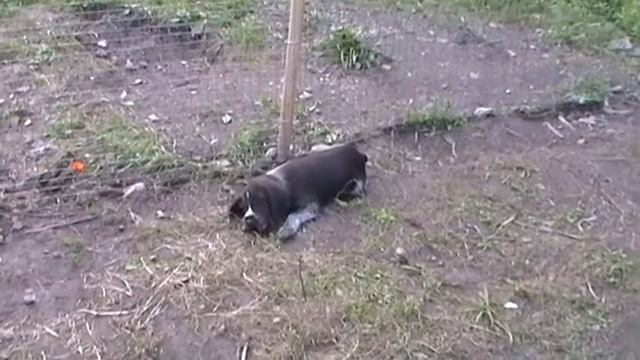 Дратхаар щенок гранд смотреть онлайн