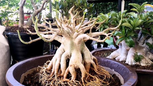 How to choose the front side of adenium смотреть онлайн
