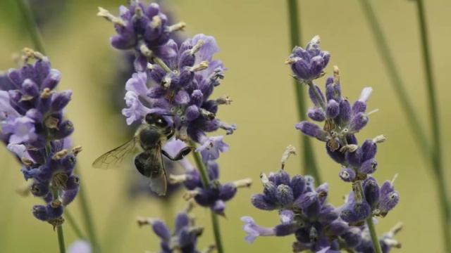 Macro Test Tamron AF70-300mm F4/5.6 Lens on a Sony FS5 смотреть онлайн