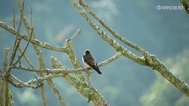 Значение имени Илона: карма, характер и судьба смотреть онлайн