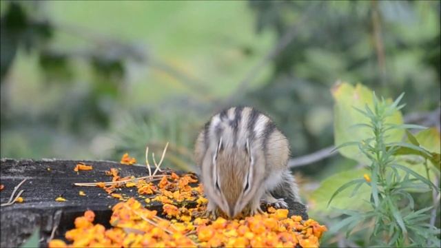 Chipmunk endless berries' mukbang! ? Бесконечный бурундучиный ягодный мукбанг! 花栗鼠无休止的浆果'mukbang！ смотреть онлайн