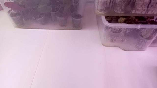 Как подрастают детки растух. смотреть онлайн