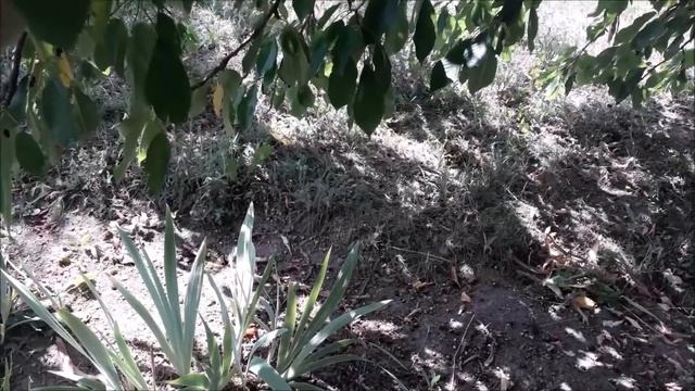 Чому іриси не цвіли? Розповсюджені причини. смотреть онлайн