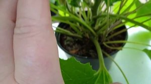 Цинерария гибридная-мой первый опыт выращивания...