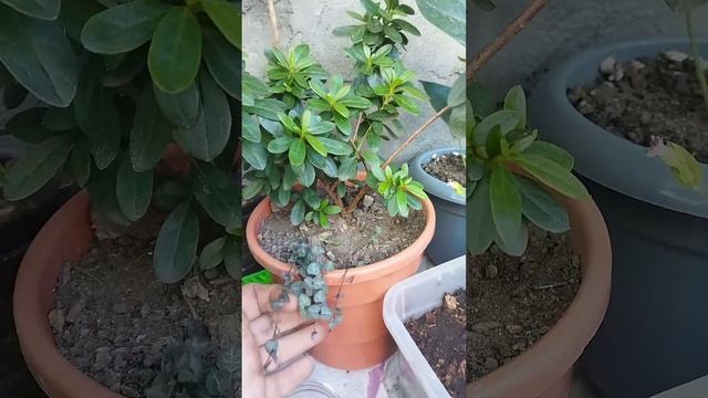 minha tapete de rainha linda смотреть онлайн