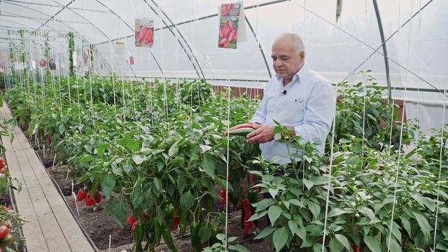 ВСЕМ ПЕРЦАМ — ПЕРЕЦ! Сладкий Красный Перец Гасконец F1 смотреть онлайн