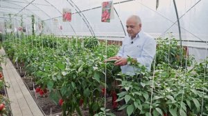 ВСЕМ ПЕРЦАМ — ПЕРЕЦ! Сладкий Красный Перец Гасконец F1