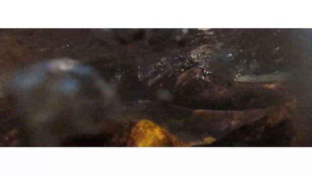 Blackmagic Cinema Camera 1 2019 01 08 1403 C0033 смотреть онлайн