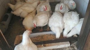 Выращивание бройлеров на даче