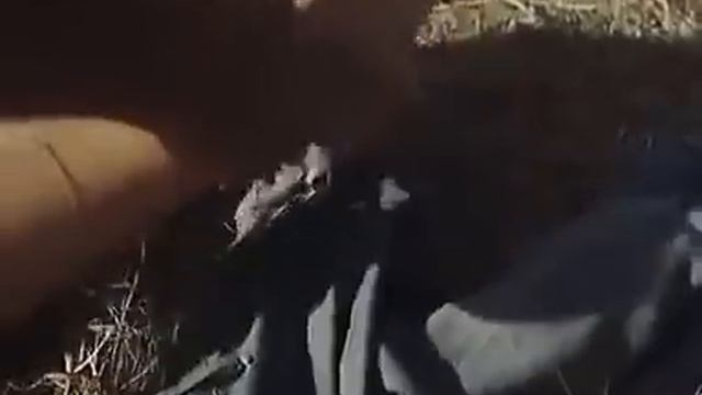 Dupont Lajoie: Film 1975