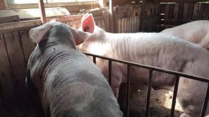 1️⃣8️⃣➕‼️ЗАБОЙ СВИНЬИ ПАРАЛЛЕЗАТОРОМ,ПОСМОТРИ ВЛОГ‼️