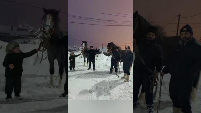 цыганские лошади г Кострома смотреть онлайн