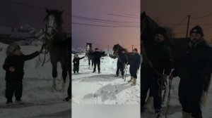 цыганские лошади г Кострома