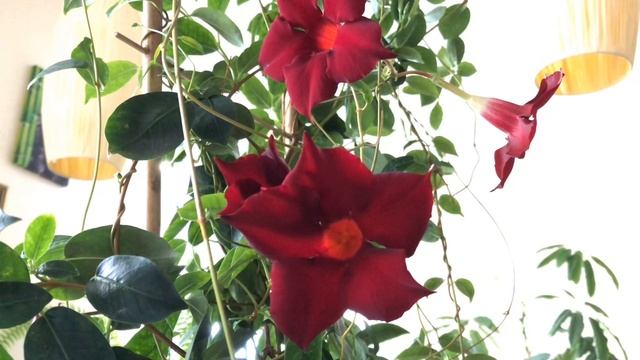 МАНДЕВИЛЛА ИЛИ ДИПЛАДЕНИЯ ЦВЕТЕМ КРУГЛЫЙ ГОД  |  Уход за мандевиллой в домашних условиях