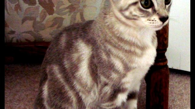 Порода кошек. Австралийская дымчатая кошка. Австралийский мист,редкая и необыкновенная кошка. смотреть онлайн