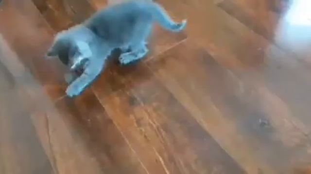 ТЫ МОЙ МИЛЕНЬКИЙ, ХОРОШЕНЬКИЙ МОЙ КОТИК