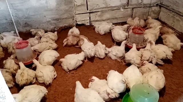 Купили бычка, айшира?бройлеры идут на поправку? смотреть онлайн